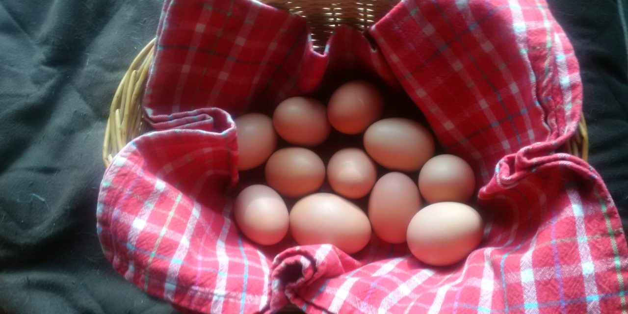 Renewable Resources – Eggs