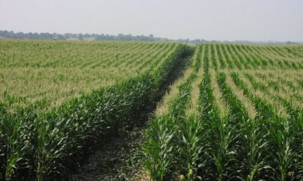 AmazonCreek sends: Supplies Are Running Short?