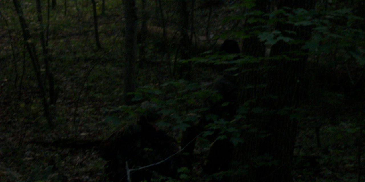 Brushbeater Scout Course: Two Students’ Reviews