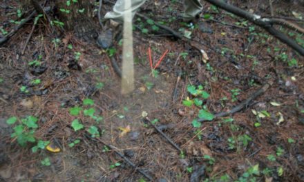 Brushbeater Tracking Course Student Review