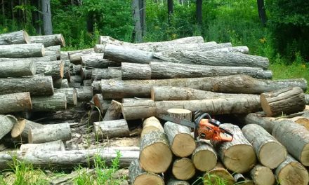 The Cycle of the Seasons – Fall