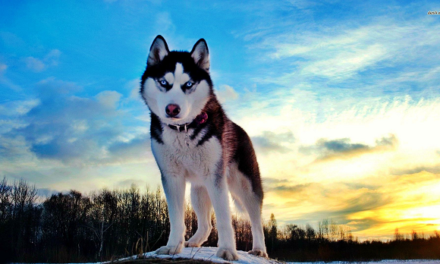 Normalcy Bias At my Door Step