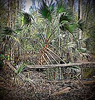 Survival Dispatch: Harvesting Swamp Cabbage