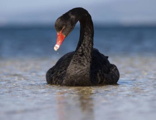 Is a “Black Swan” Event Lurking Unseen Over the Horizon? Will it Result in a Paradigm Shift in Your Thinking? by Scipio